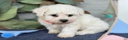 Bichon Frise dogs for sale: Elliot - Ad 8