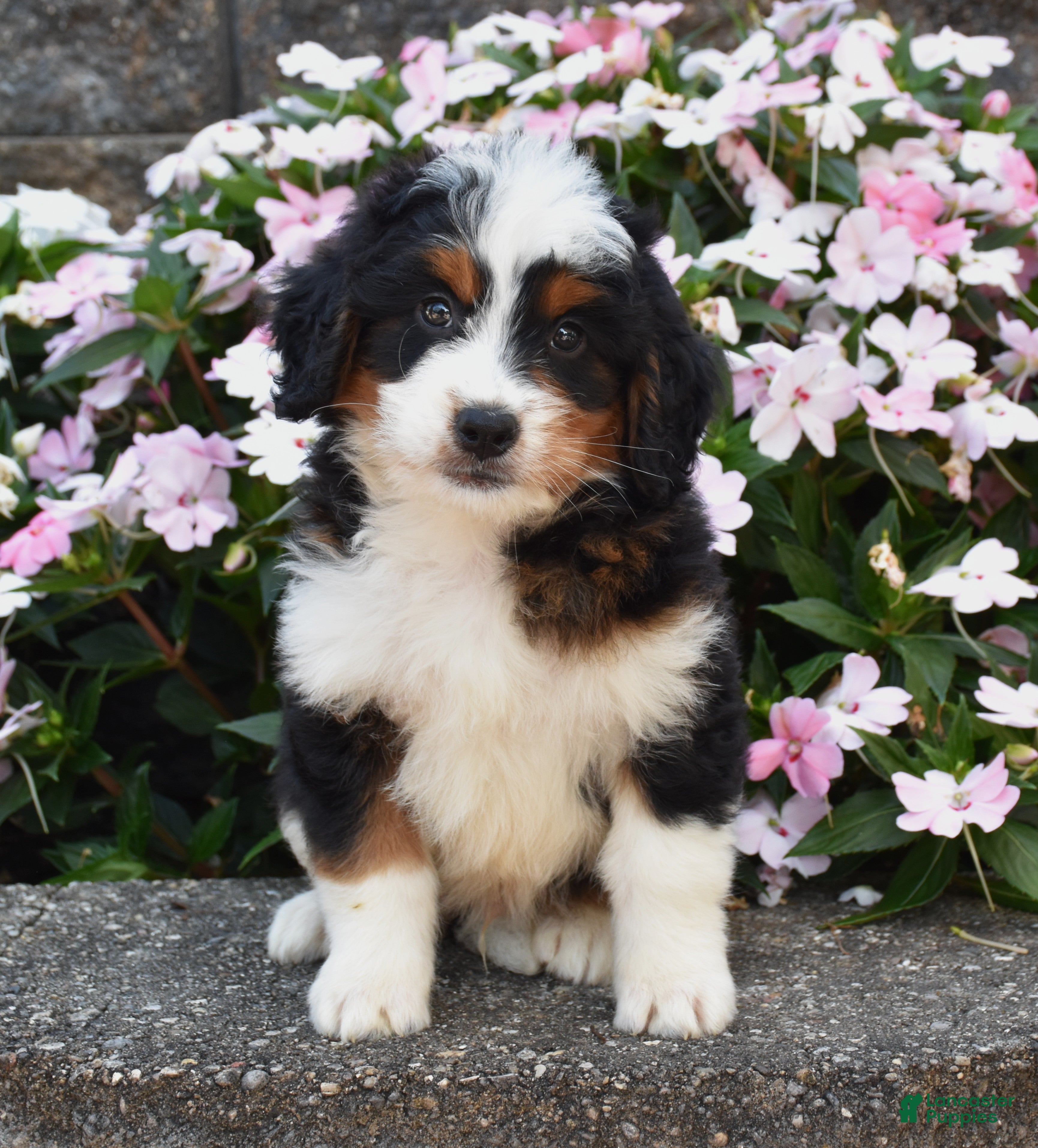 Mini Bernedoodle dogs Bagel - Ad 2