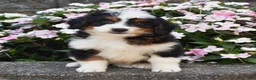Mini Bernedoodle dogs for sale: Bagel - Ad 2