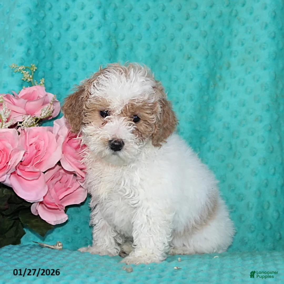 Bichpoo dogs for sale: Hillary - Ad 1