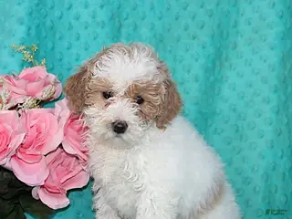 Bichpoo dogs Hillary - Ad 1