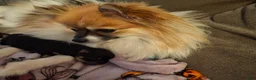 Pomeranian dogs for sale: Athena - Ad 10