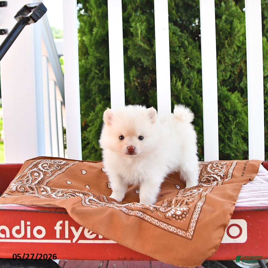 Pomeranian dogs Louie - Ad 1