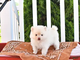 Pomeranian dogs for sale: Louie - Ad 2