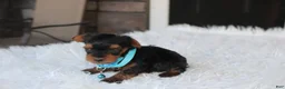 Yorkiepoo dogs for sale: Enzo - Ad 11