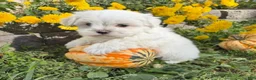 Maltese dogs for sale: Chase - Ad 3