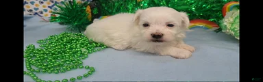 Maltese Puppy 3