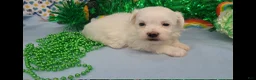 Maltese dogs for sale: Maltese Puppy 3 - Ad 1