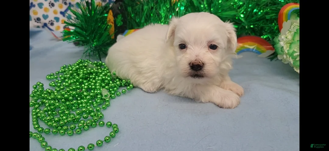 Maltese dogs for sale: Maltese Puppy 3 - Ad 1
