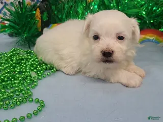 Maltese dogs for sale: Maltese Puppy 3 - Ad 2