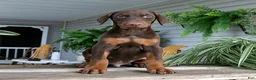 Doberman Pinscher dogs for sale: Winston - Ad 3