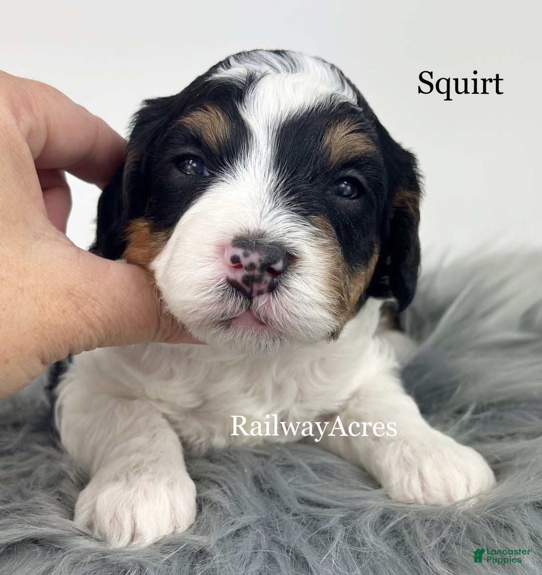 Mini Bernedoodle dogs for sale: Squirt - Ad 3