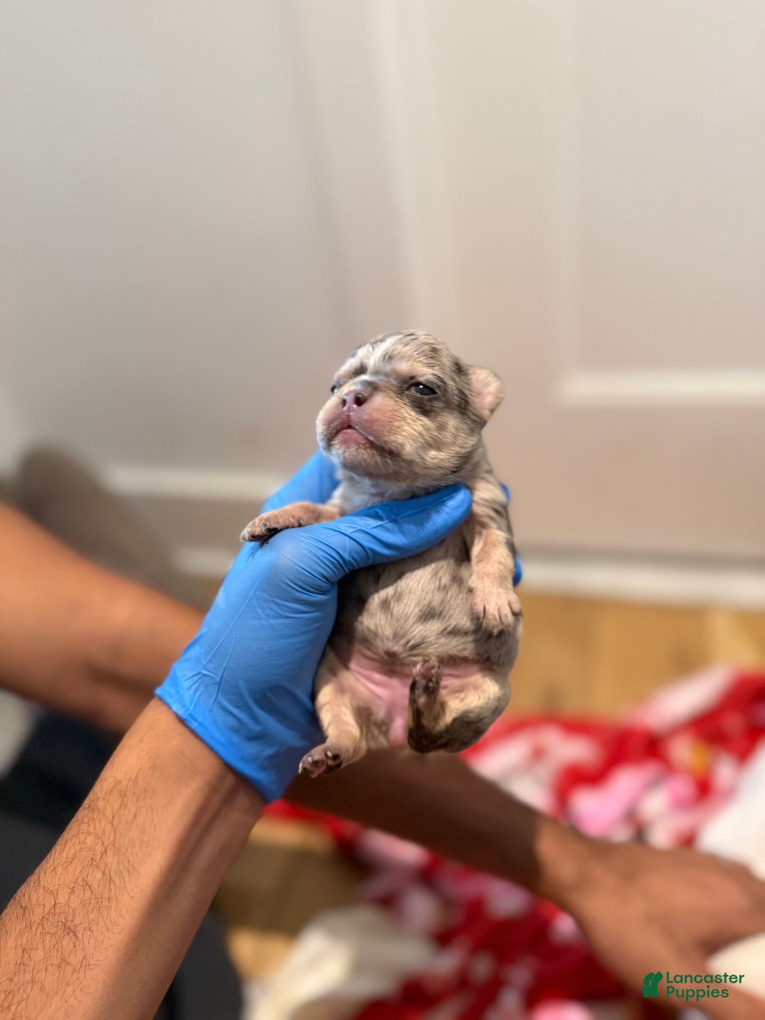 French Bulldog dogs for sale: Sapphire fluffy - Ad 5