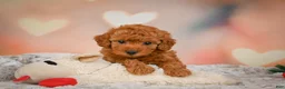 Toy Poodle dogs for sale: Benji - Ad 5