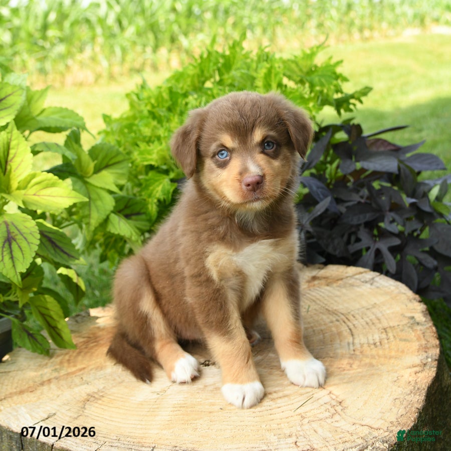Australian Shepherd dogs Poppy - Ad 1