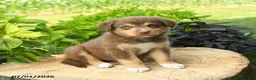 Australian Shepherd dogs for sale: Poppy - Ad 1