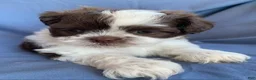 Shih Tzu dogs for sale: Mocha - Ad 4