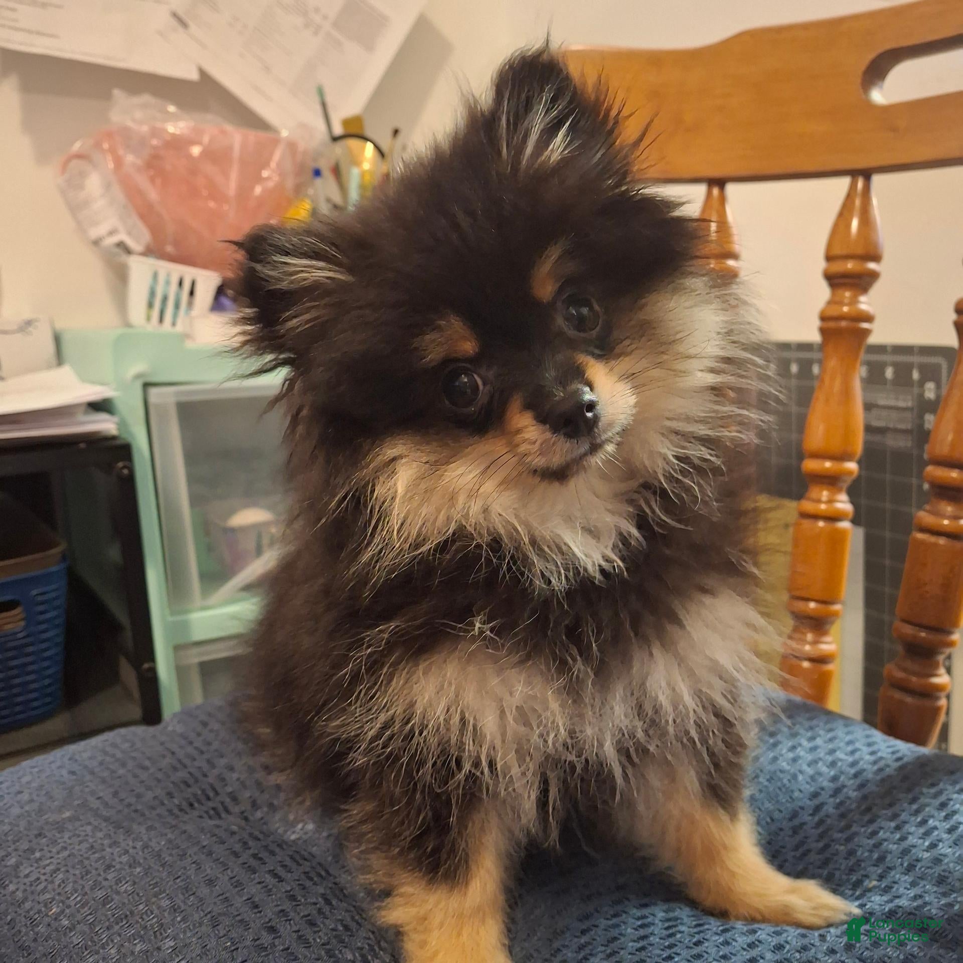 Pomeranian dogs for sale: Zues - Ad 25