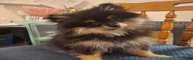 Zues