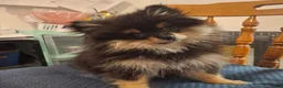 Pomeranian dogs for sale: Zues - Ad 1