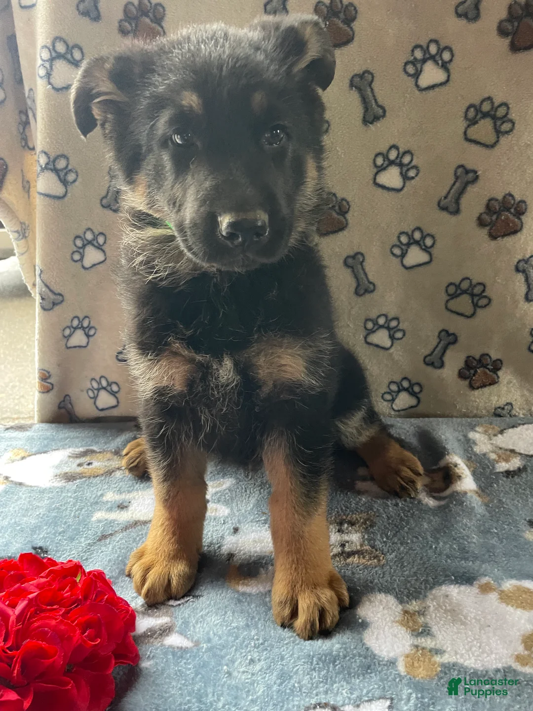 German Shepherd dogs for sale: Felix - Ad 4