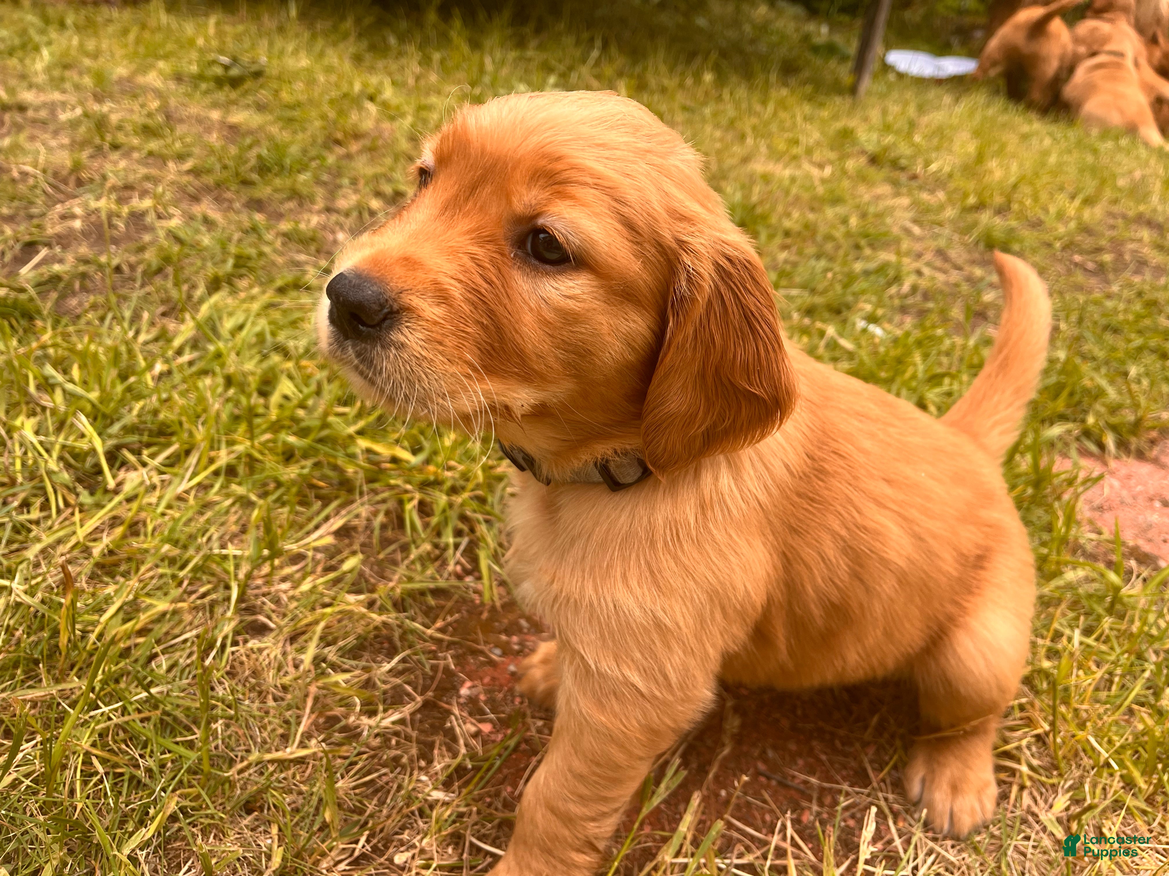 Golden Retriever dogs Golden Retriever 9 - Pearl - Ad 2