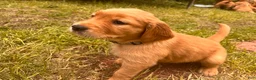 Golden Retriever dogs for sale: Golden Retriever 9 - Pearl - Ad 2