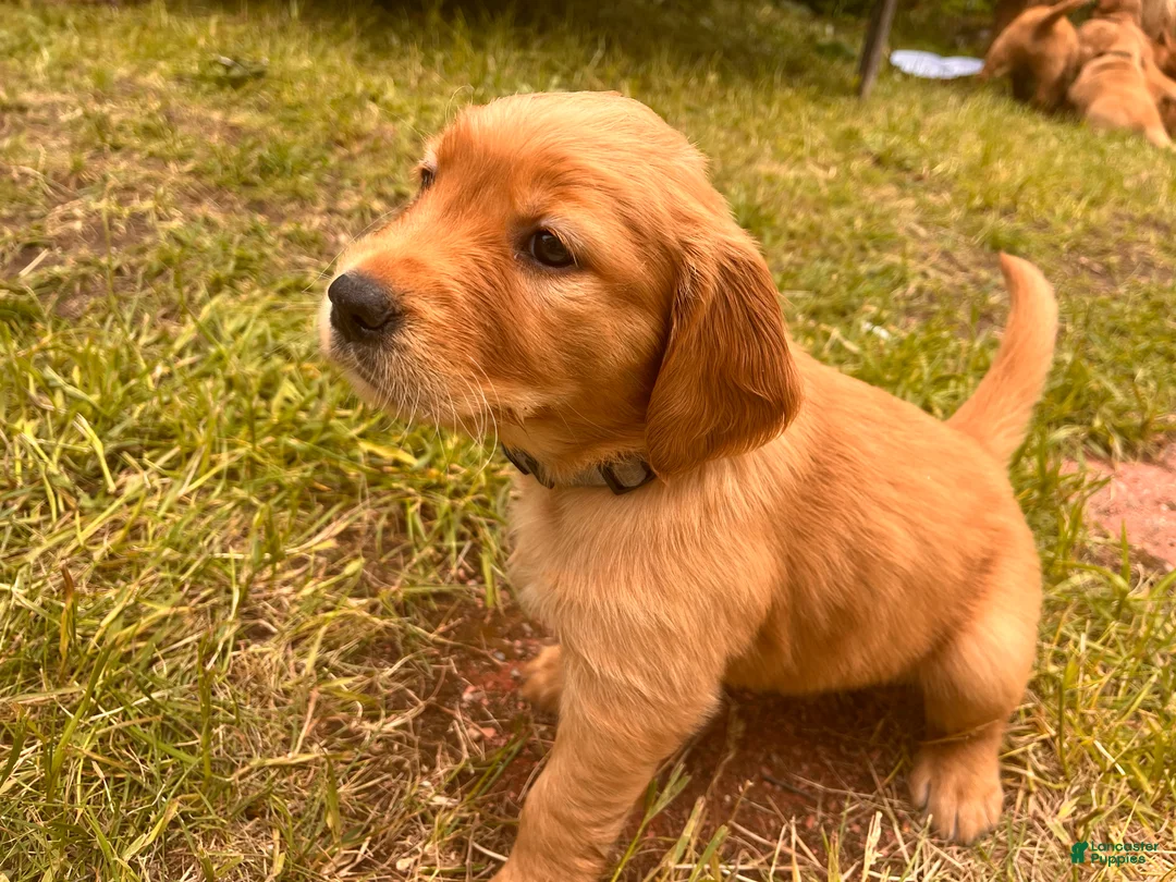 Golden Retriever dogs for sale: Golden Retriever 9 - Pearl - Ad 2