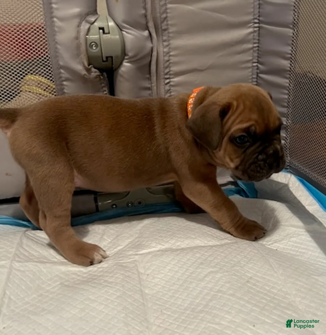 Cane Corso dogs for sale: Boy 3 - Ad 1