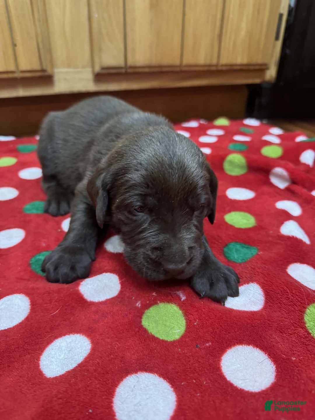 Labrador Retriever dogs for sale: Cedar - Ad 3
