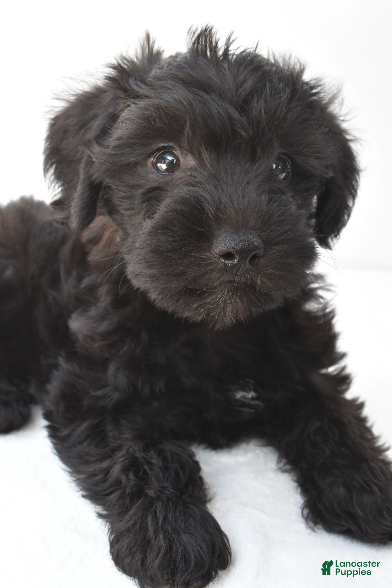Schnoodle dogs Ace - Ad 1