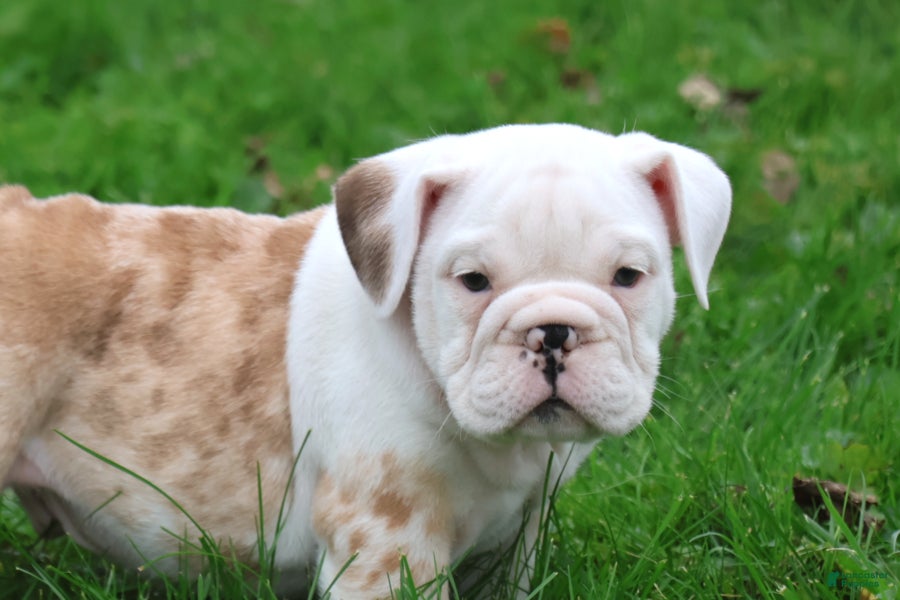 English Bulldog dogs Konig - Ad 2