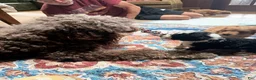 Aussiedoodle dogs for sale: Boston Rob - Ad 5