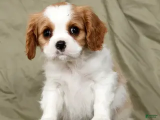 Cavalier King Charles Spaniel dogs for sale: Malik - Ad 3