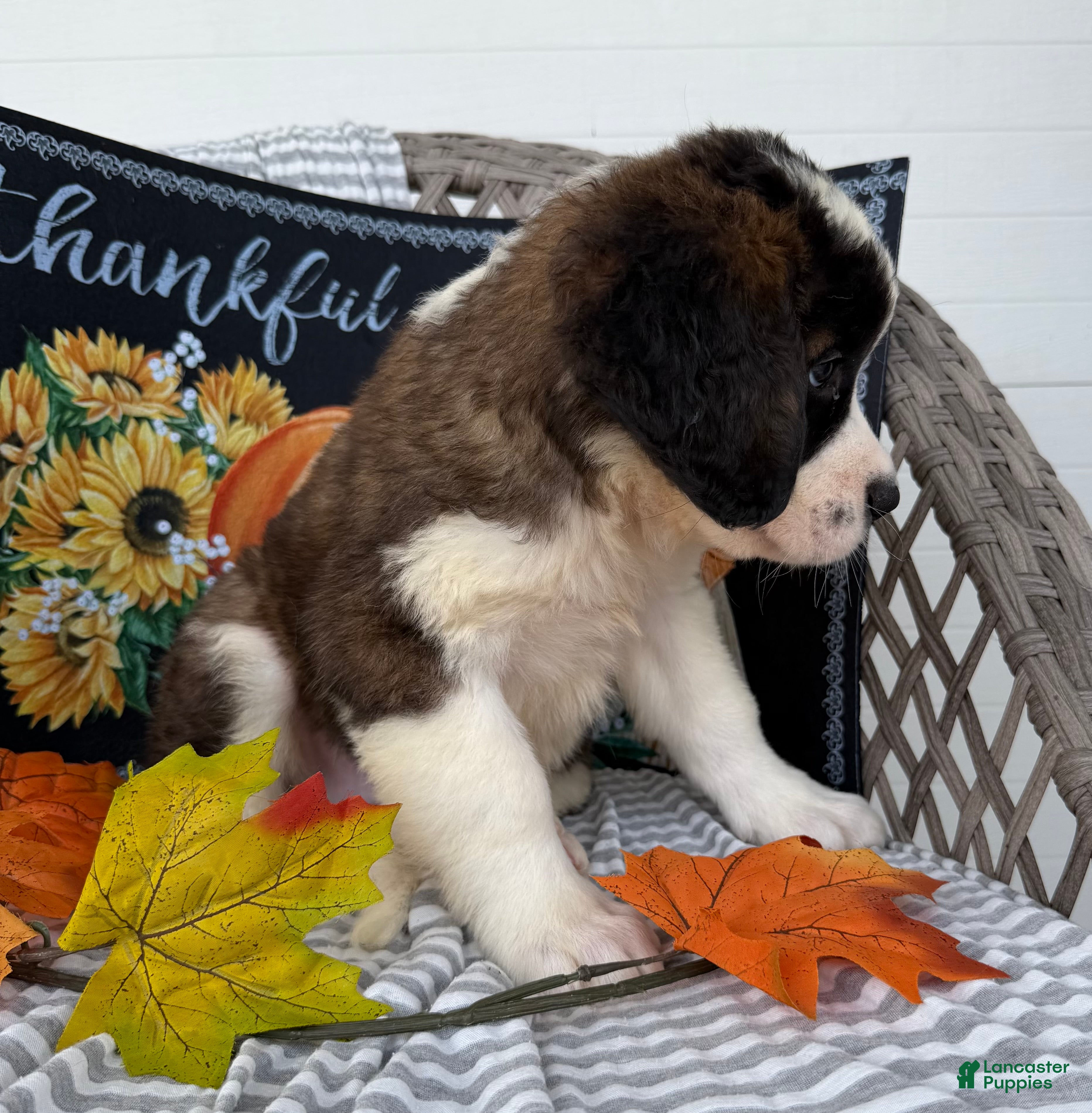 Saint Bernard dogs Bronco - Ad 2