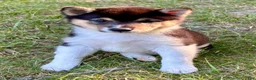 Shiba Inu dogs for sale: Shiba Inu Male - Ad 16