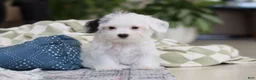 Morkie dogs for sale: Bobby - Ad 7