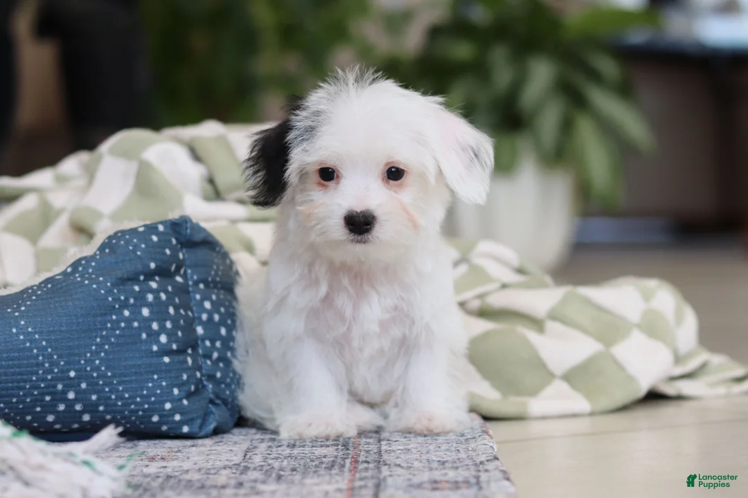 Morkie dogs for sale: Bobby - Ad 7