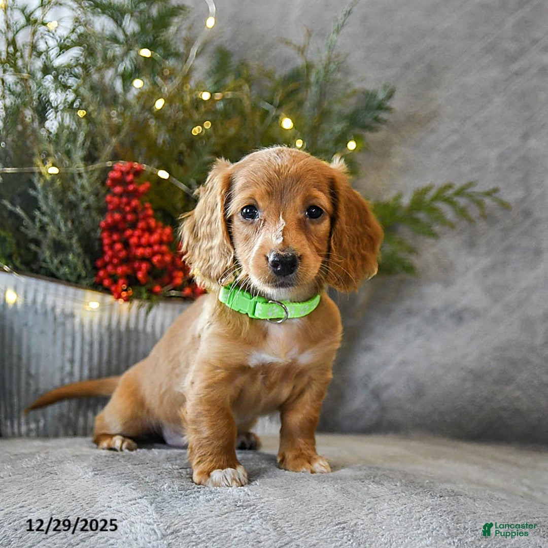 Miniature Dachshund dogs for sale: Star - Ad 3