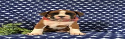 Boxer dogs for sale: Pacino - Ad 2
