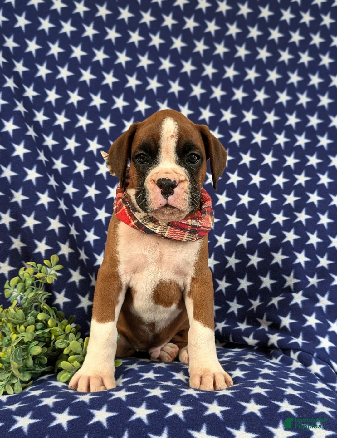 Boxer dogs for sale: Pacino - Ad 2