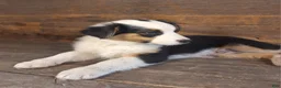 Australian Shepherd dogs for sale: Ephraim - Ad 5