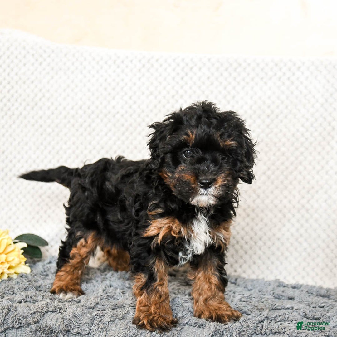 Cavapoo dogs for sale: Ollie - Ad 2