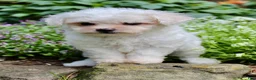 Bichpoo dogs for sale: Lulu - Ad 3