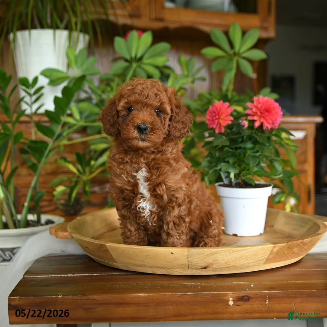 Mini Goldendoodle dogs for sale: Avery - Ad 5