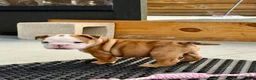 English Bulldog dogs for sale: Madam Daisy Duke of Bulldogs Inc. - Ad 3