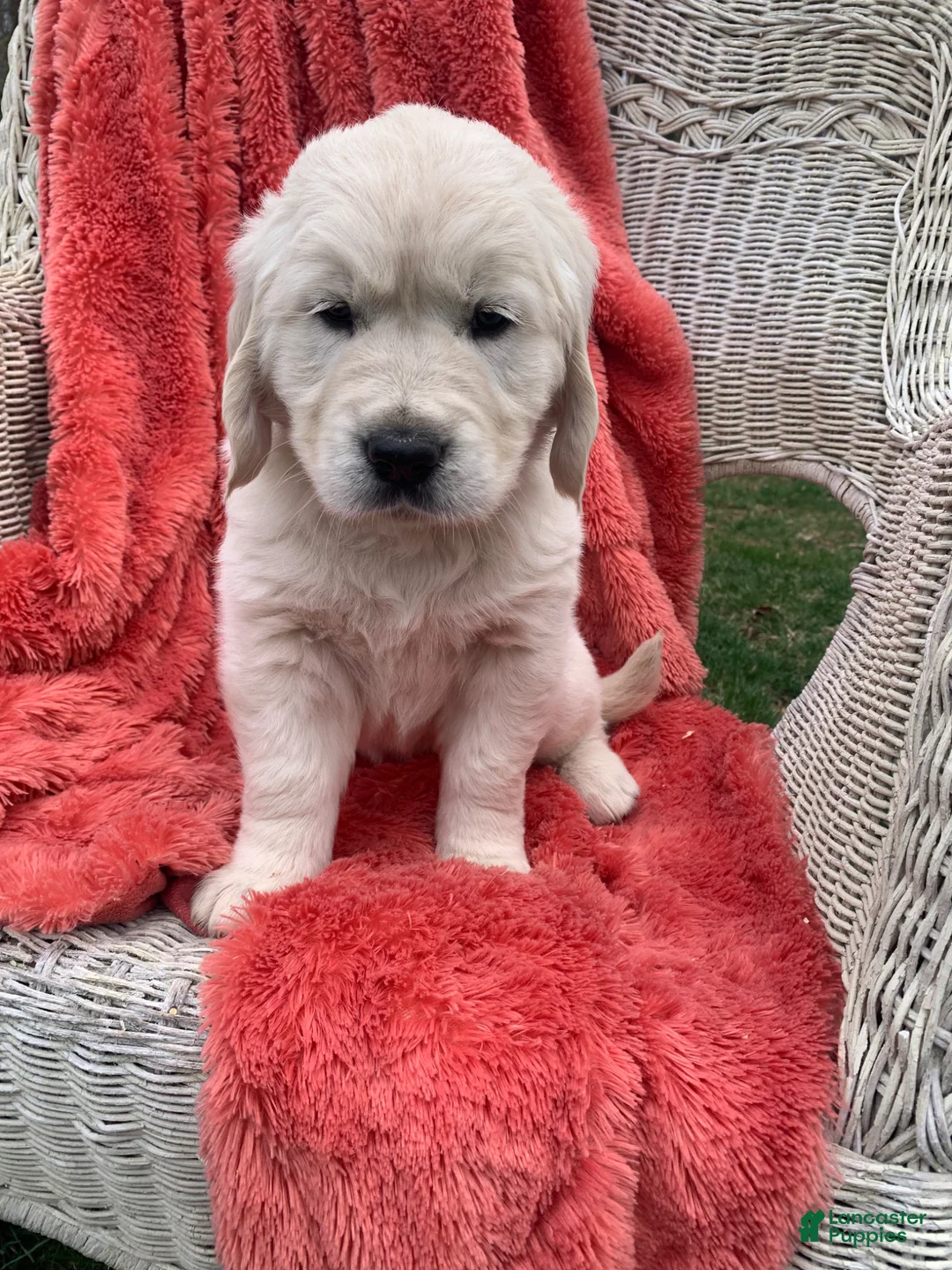 Golden Retriever dogs for sale: AKC Golden Retriever Puppy 6 - Ad 2