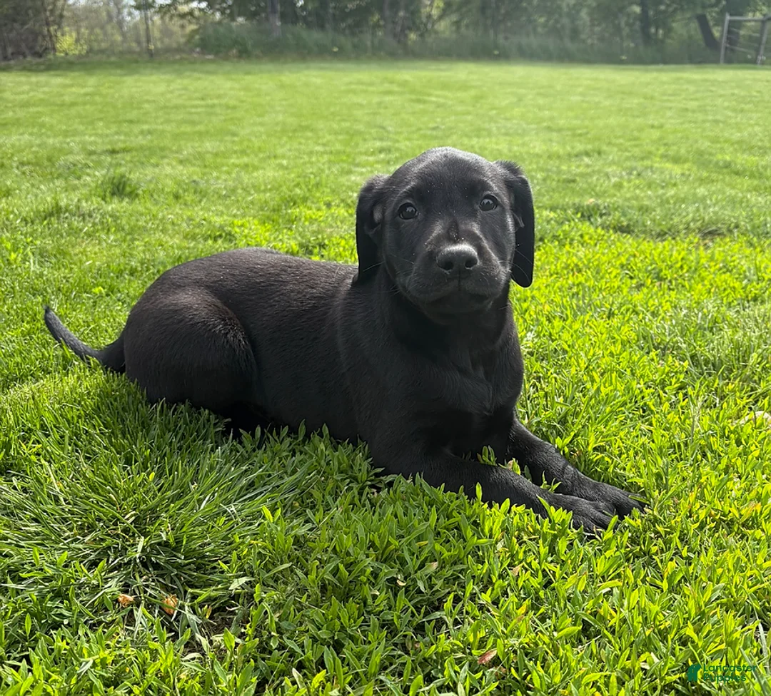Labrador Retriever dogs for sale: Austin - Ad 1