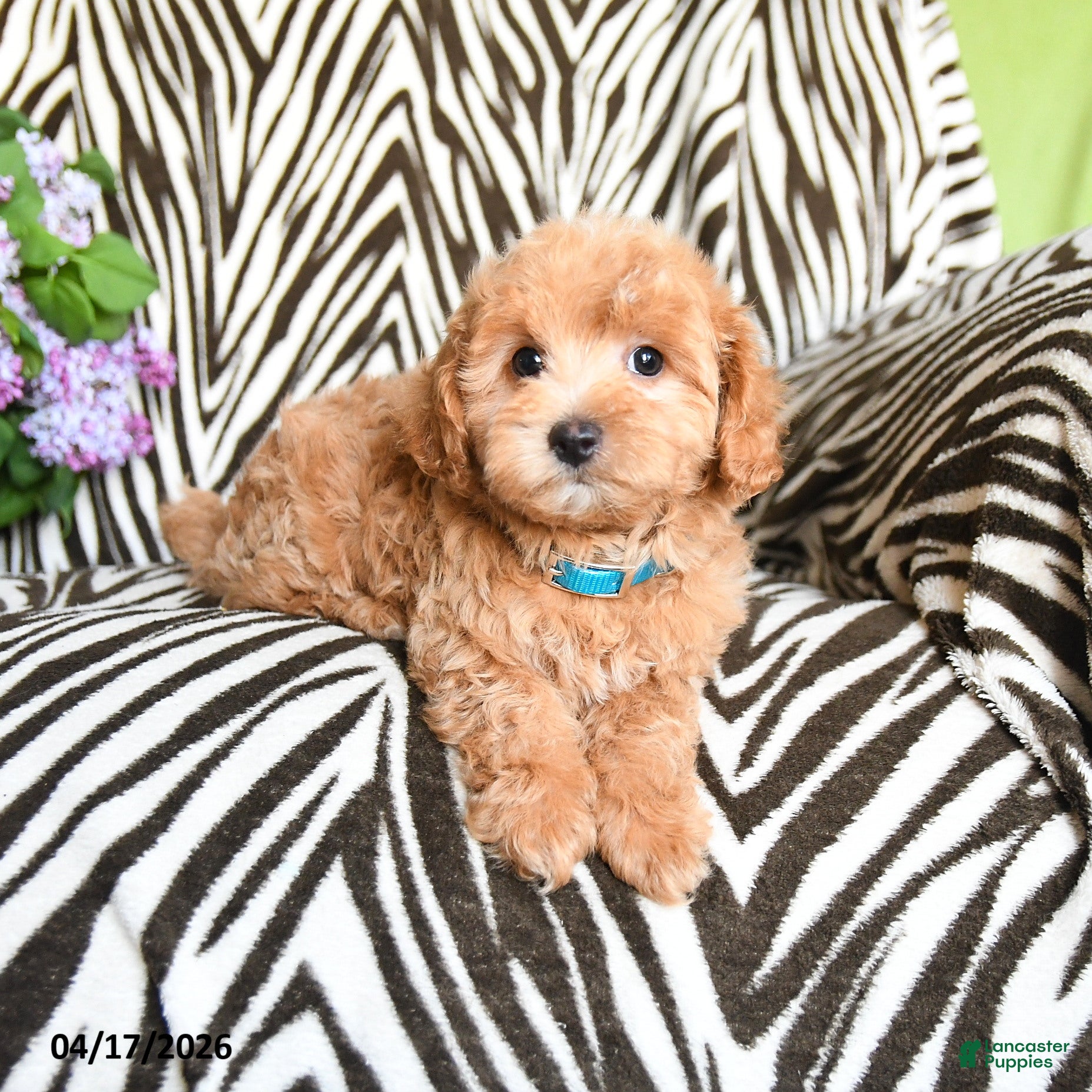 Maltipoo dogs Luigi - Ad 2