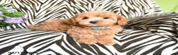Maltipoo dogs for sale: Luigi - Ad 2